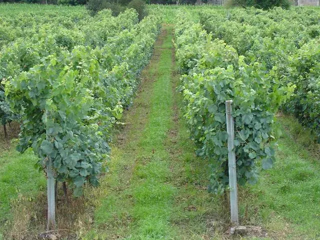 The Vinho Verde card