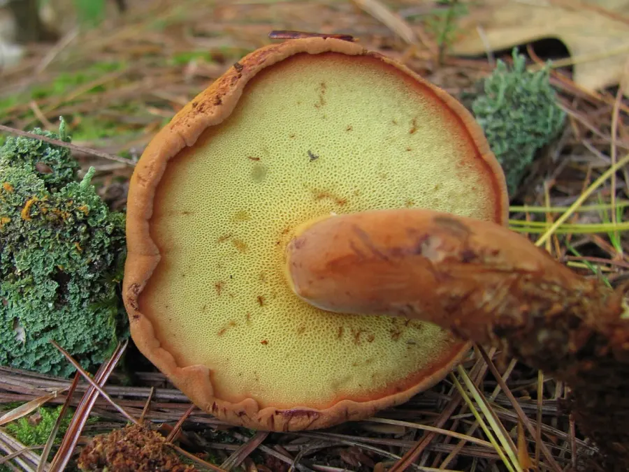La carte Buchwaldoboletus lignicola