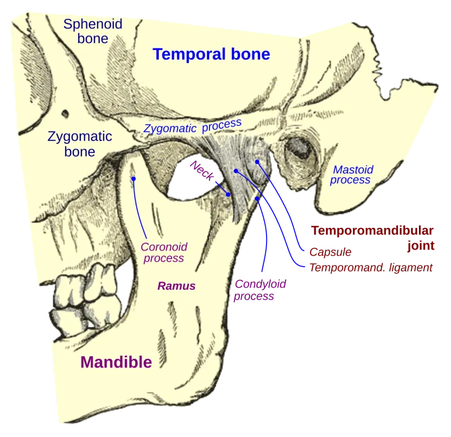 The Temporomandibular joint dysfunction card