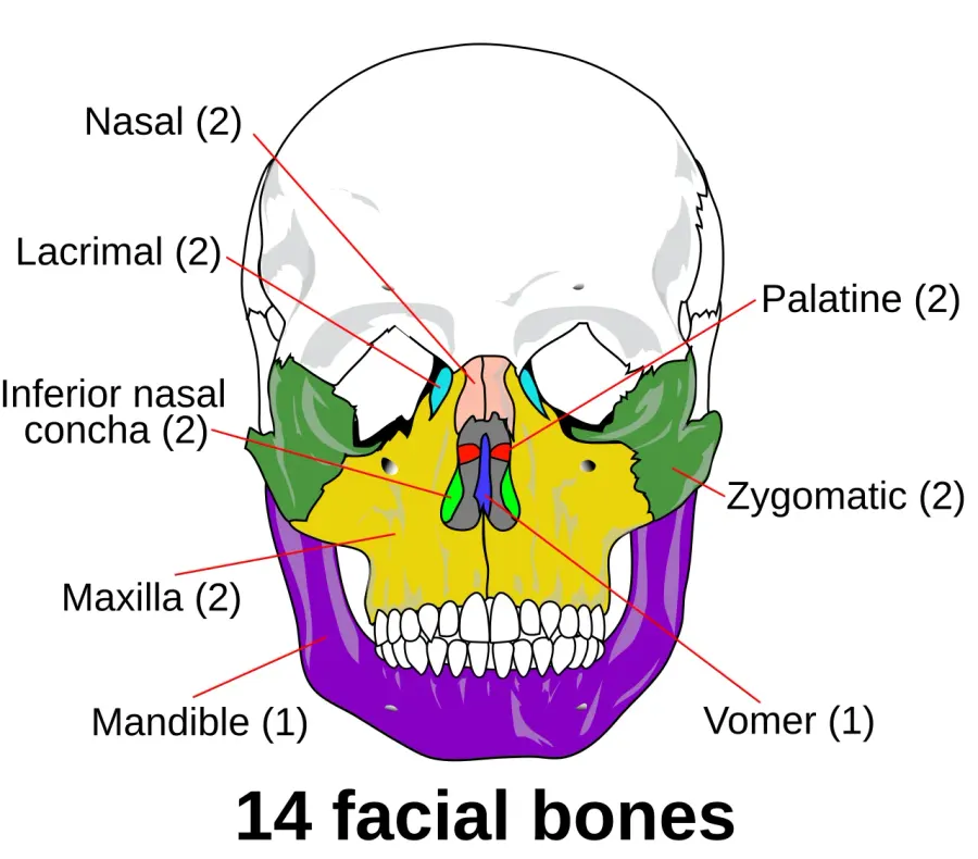 The Facial skeleton card