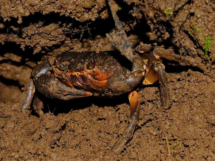La carte Crabe d'eau douce