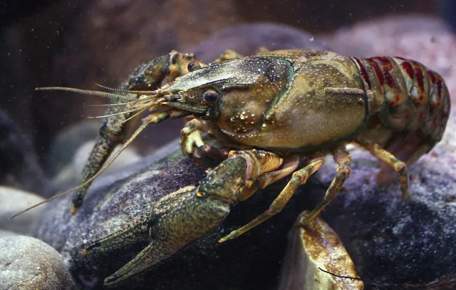 La carte Faxonius limosus