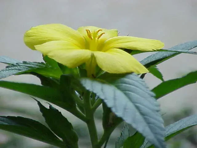 La carte Turneraceae