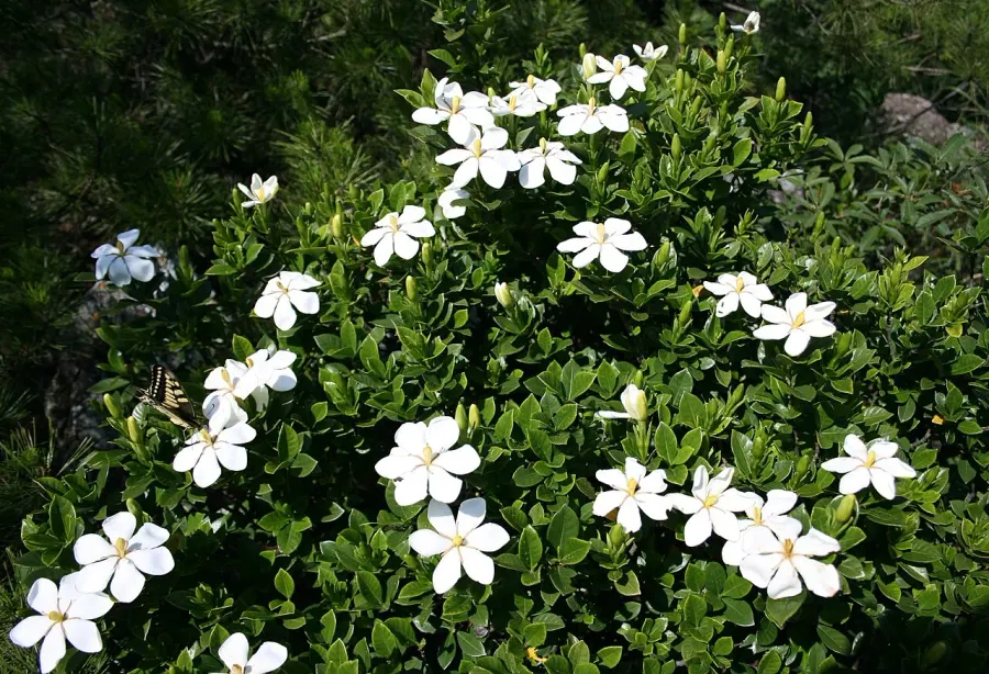 The Gardenia jasminoides card