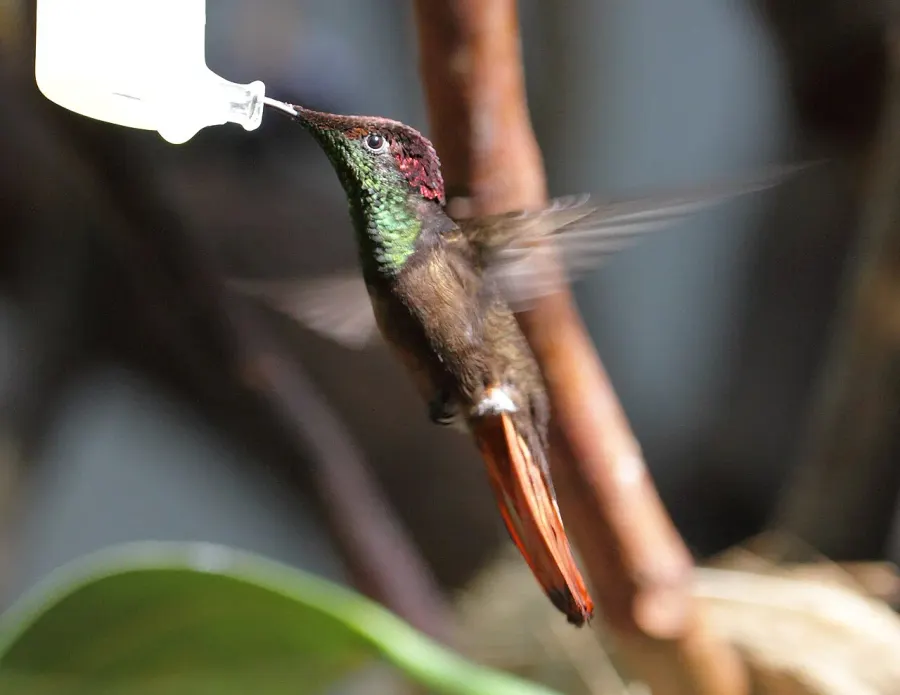 La carte Colibri rubis-topaze