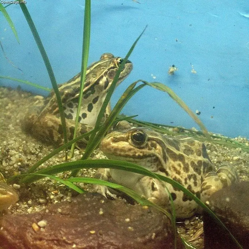 The Pelophylax nigromaculatus card