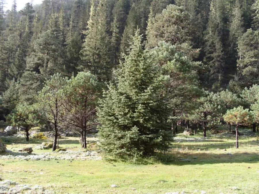 La carte Picea chihuahuana