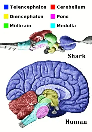 The Brain card