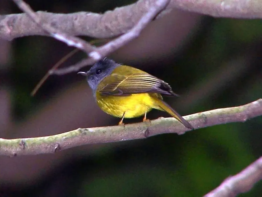 La carte Stenostiridae