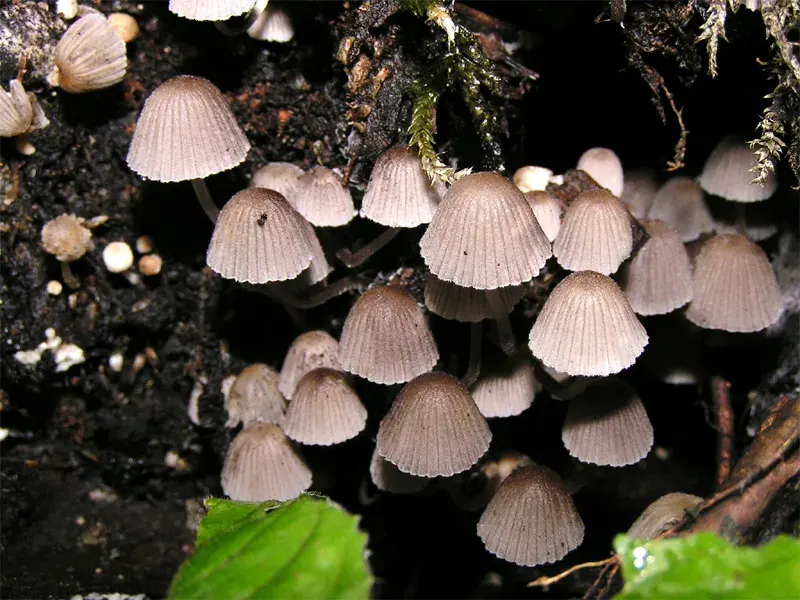 The Coprinellus card