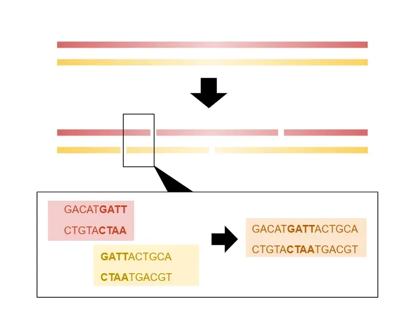 The Shotgun sequencing card