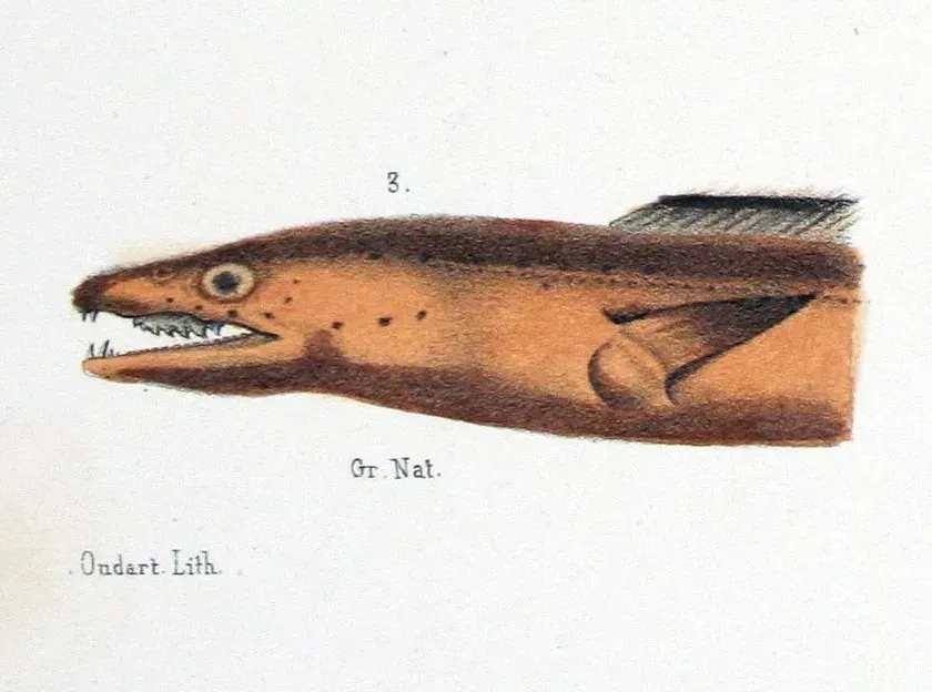 La carte Muraenesocidae