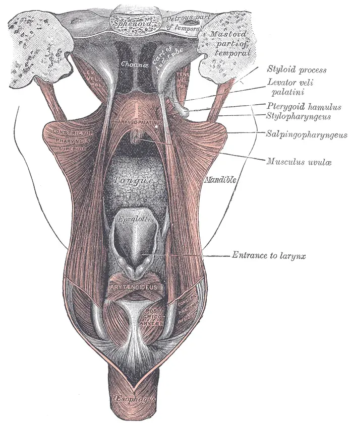The Tensor veli palatini muscle card