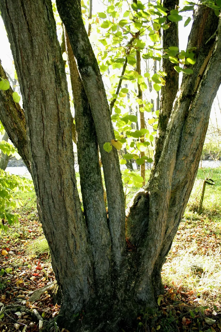 La carte Corylus chinensis