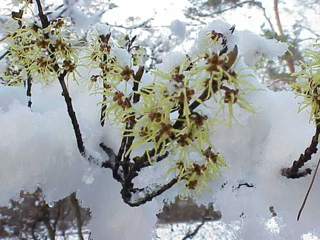 The Hamamelis mollis card