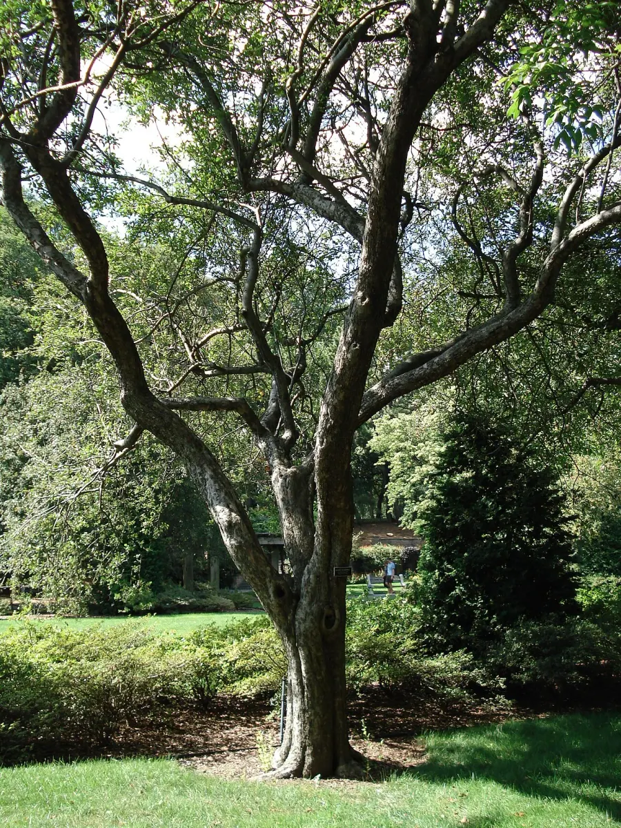 La carte Malus spectabilis