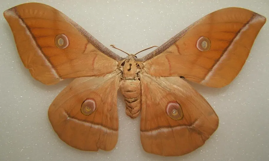 The Antheraea pernyi card