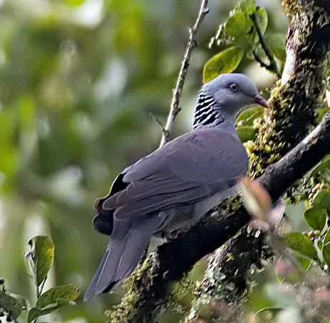 La carte Pigeon d'Elphinstone