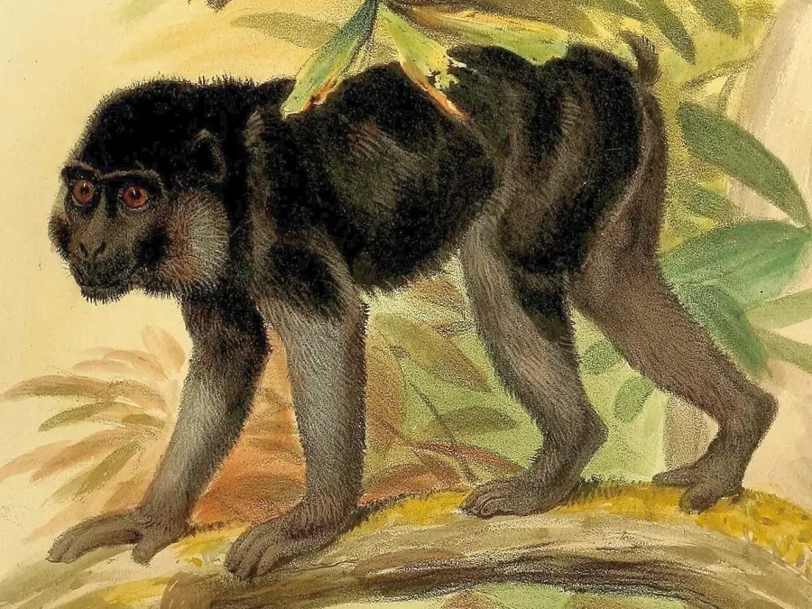 La carte Macaca ochreata