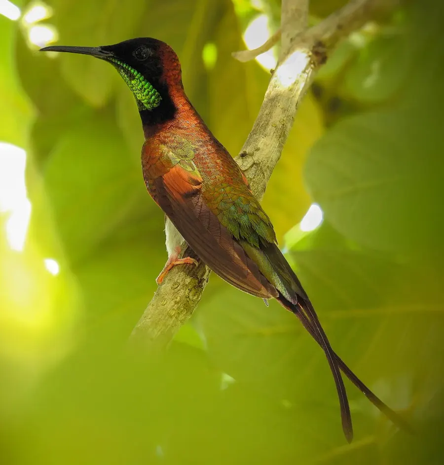 La carte Colibri topaze