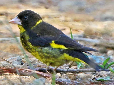 The Vietnamese greenfinch card