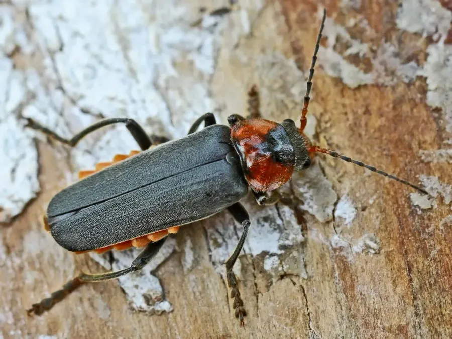 La carte Cantharis fusca