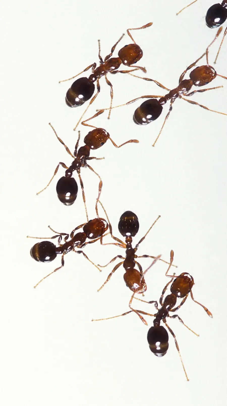 La carte Solenopsis
