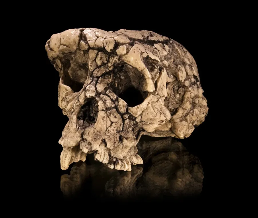La carte Hominini