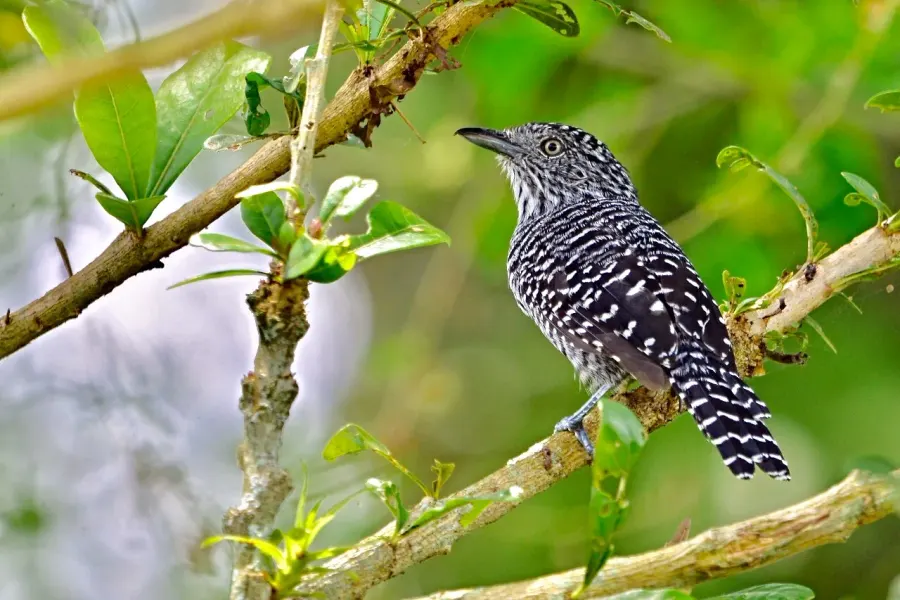 The Bar-crested antshrike card