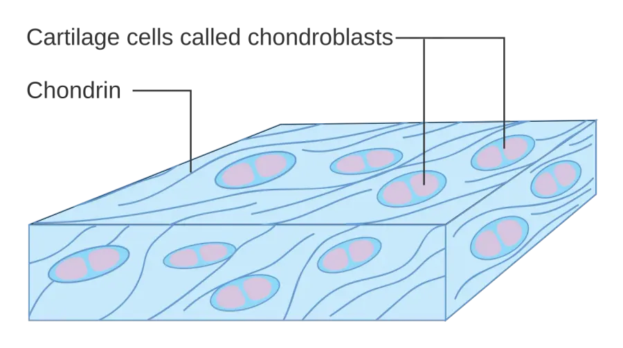 La carte Chondroblaste