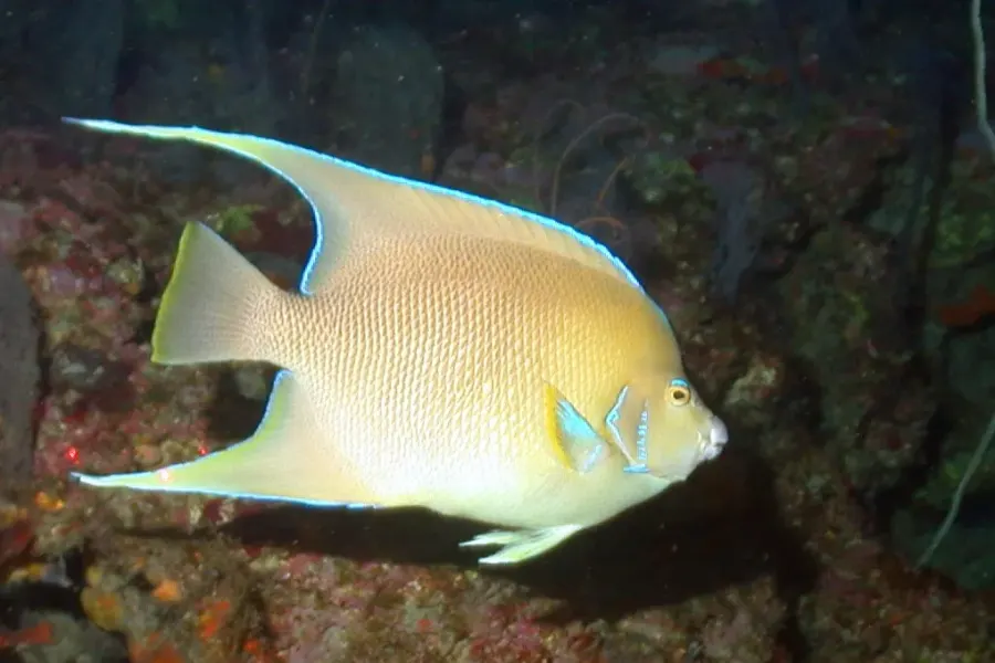 La carte Holacanthus bermudensis