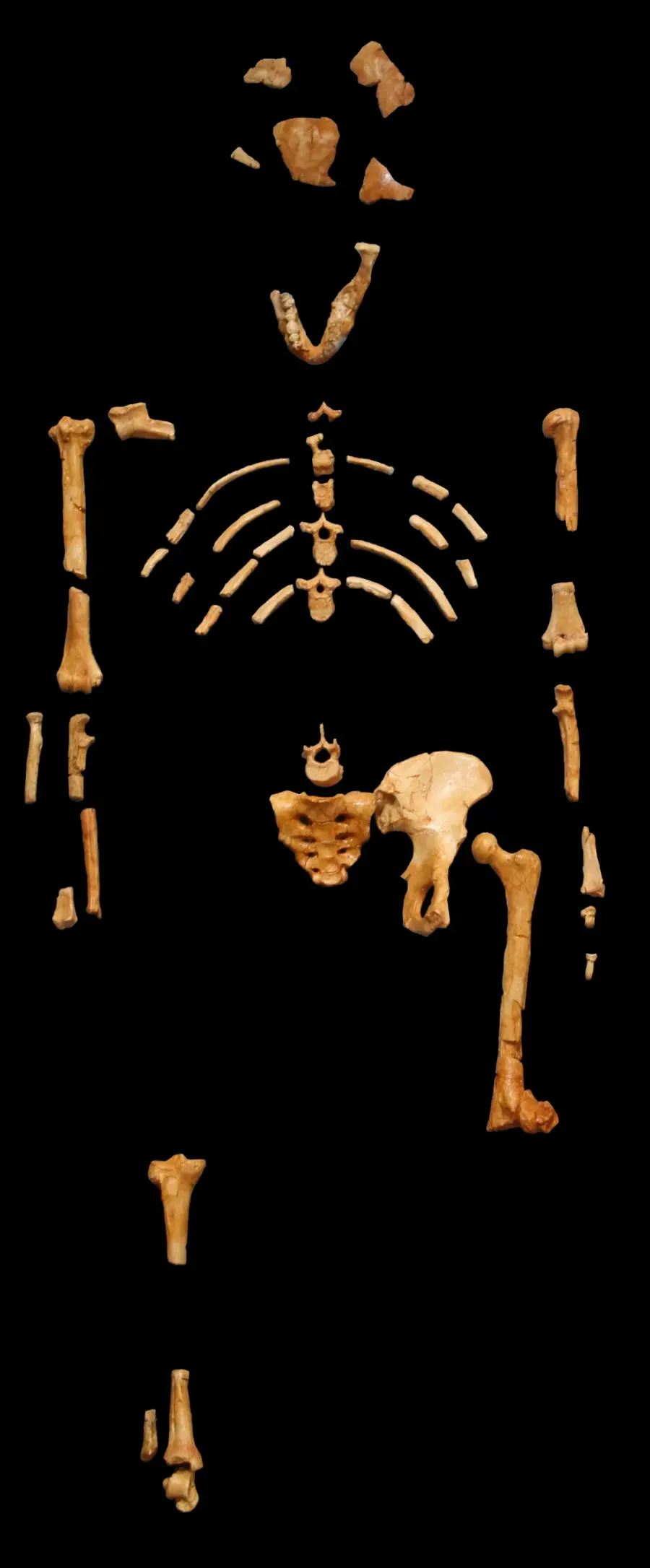 The Australopithecus afarensis card