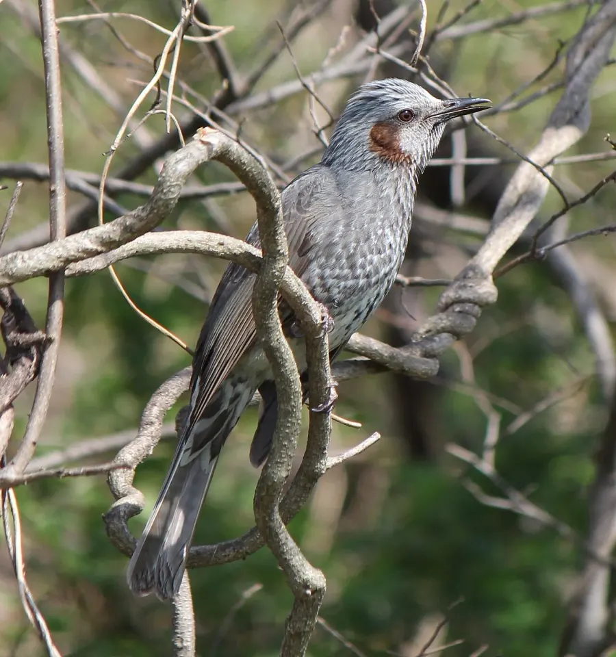 La carte Bulbul à oreillons bruns