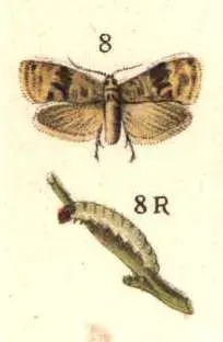 The Eupoecilia ambiguella card
