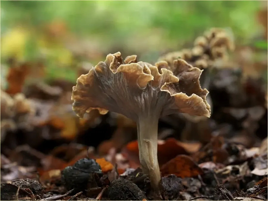 La carte Craterellus undulatus