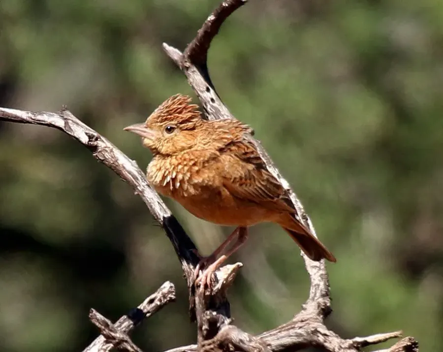 The Eastern clapper lark card
