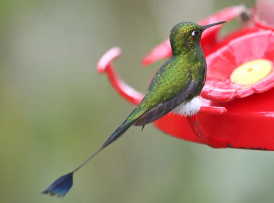 The Booted racket-tail card