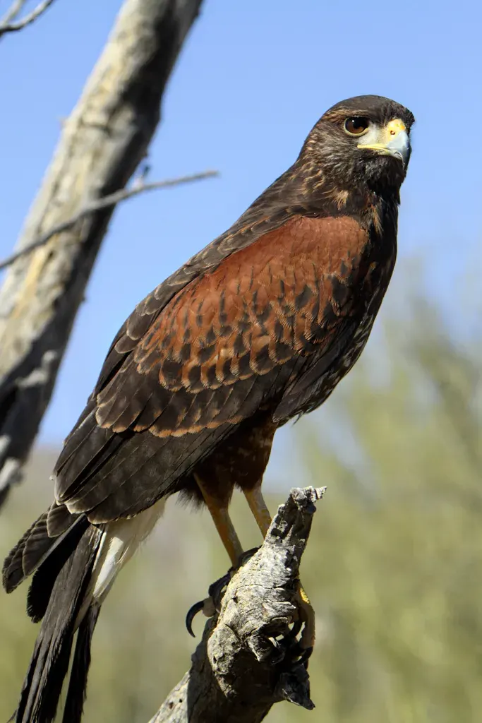 The Parabuteo card