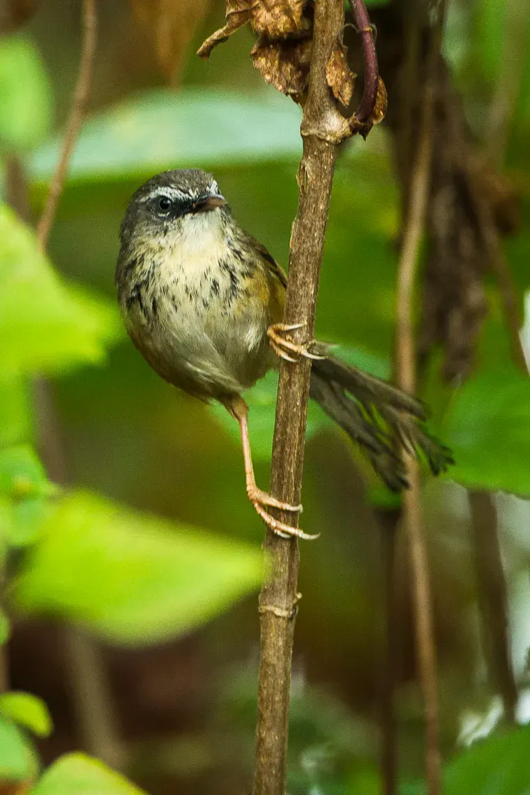 The Hill prinia card