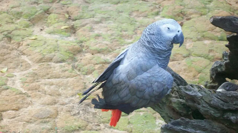 La carte Psittacus