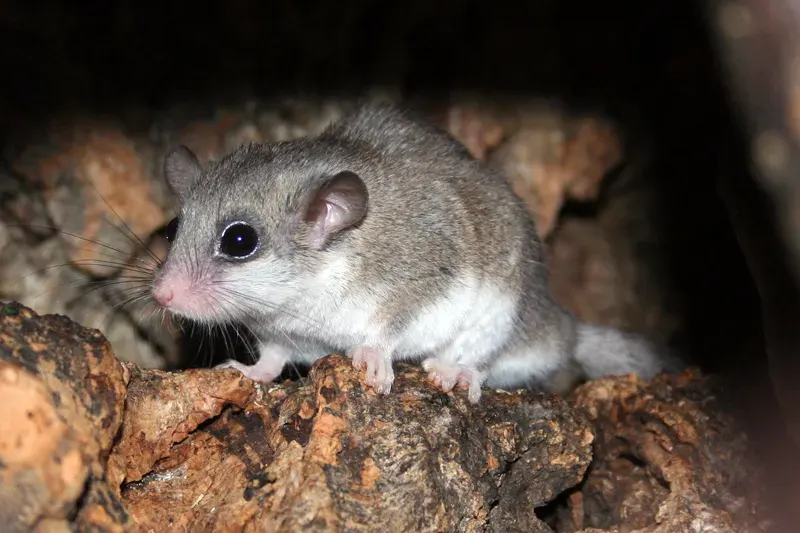 The Dormouse card