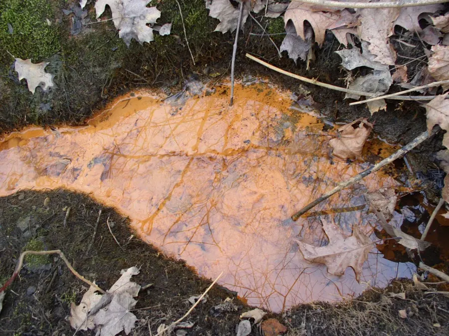 The Iron-oxidizing bacteria card