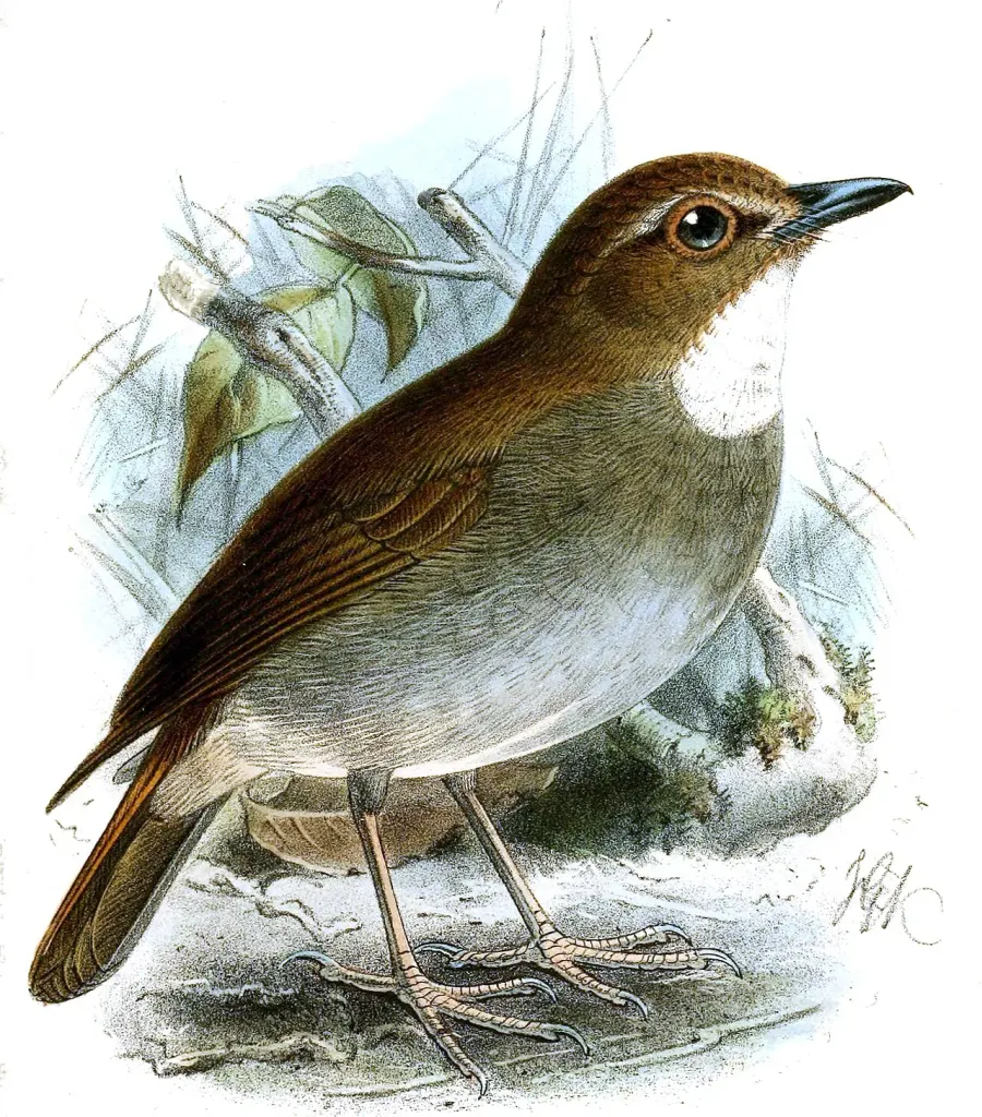 The Vauriella card