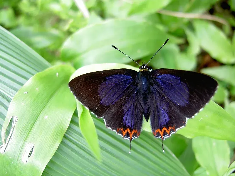 The Lycaeninae card