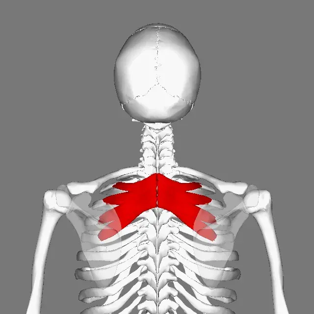 La carte Muscle dentelé postérieur et supérieur