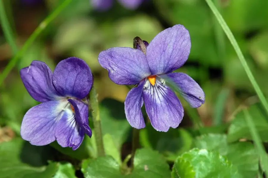 La carte Violette odorante