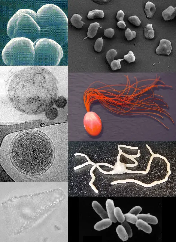 The Archaea card