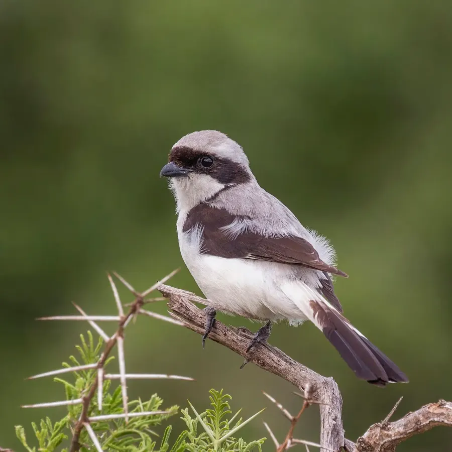 The Grey-backed fiscal card