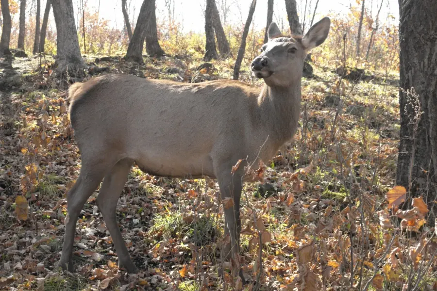 The Manchurian wapiti card