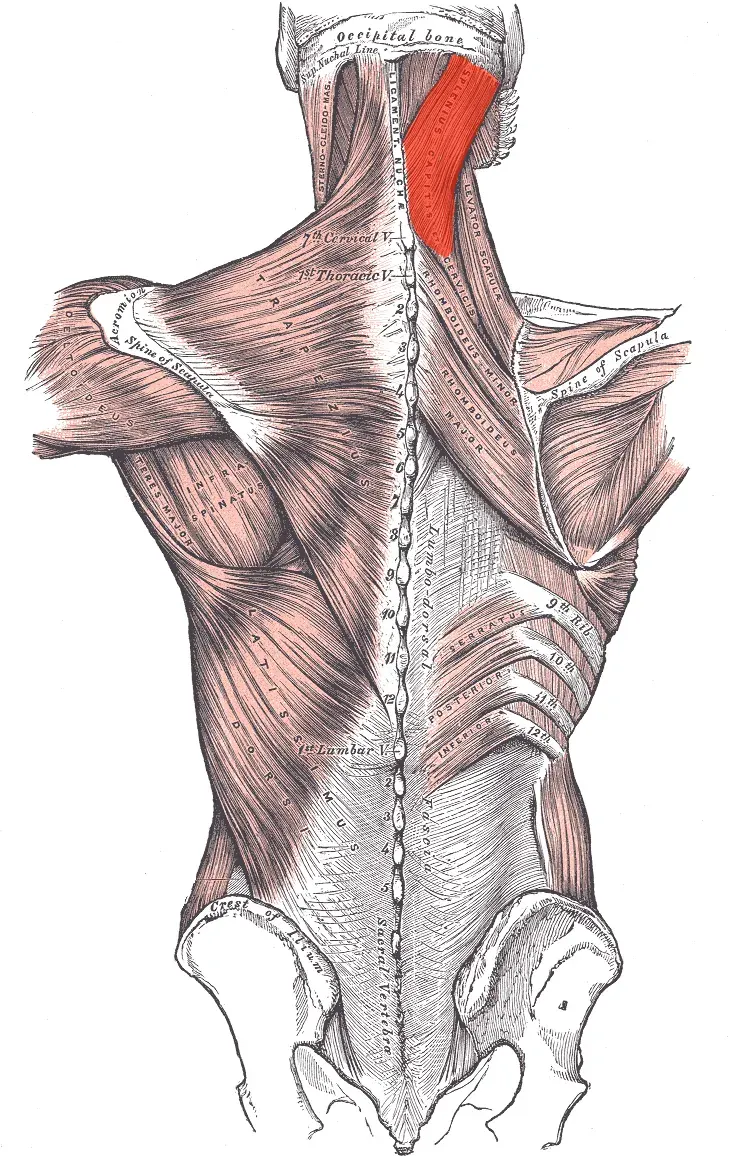 The Splenius capitis muscle card